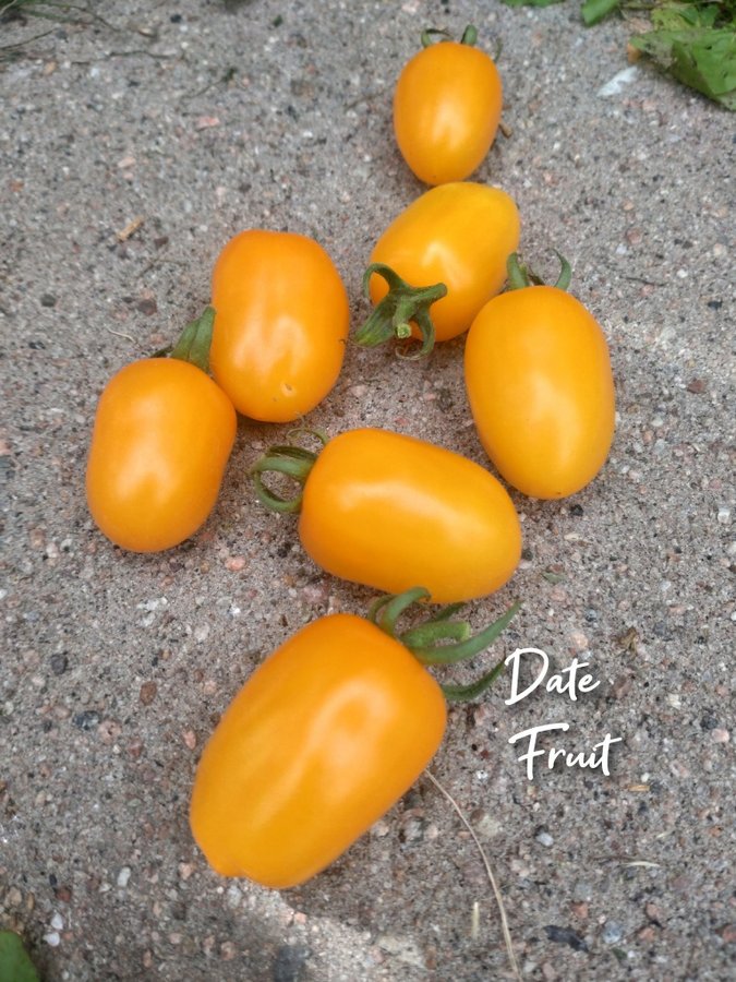 Tomatfrö, Date fruit