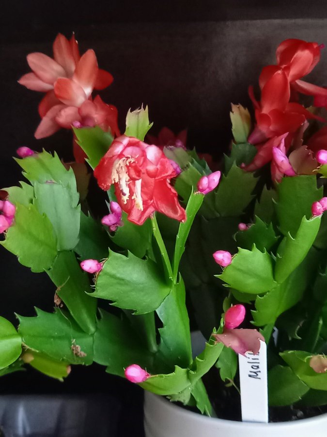 Novemberkaktus.Schlumbergera ''Malibu' ,hybrid,stickling.