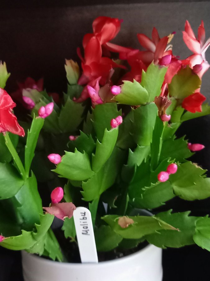 Novemberkaktus.Schlumbergera ''Malibu' ,hybrid,stickling.