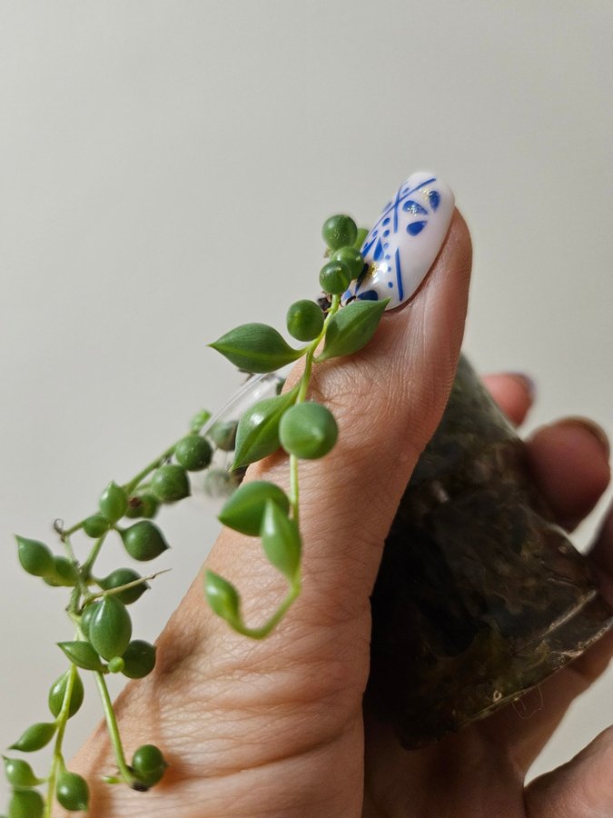 senecio herreanus