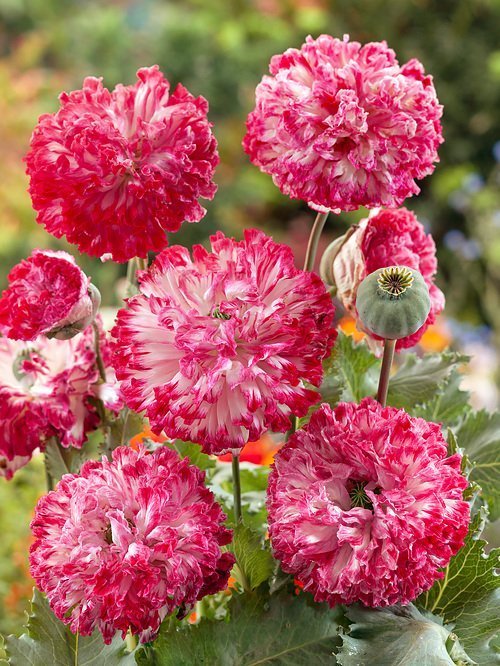 Flemish Antique Poppy. 30 frön. P Somniferum L. Högalkaloid Sort