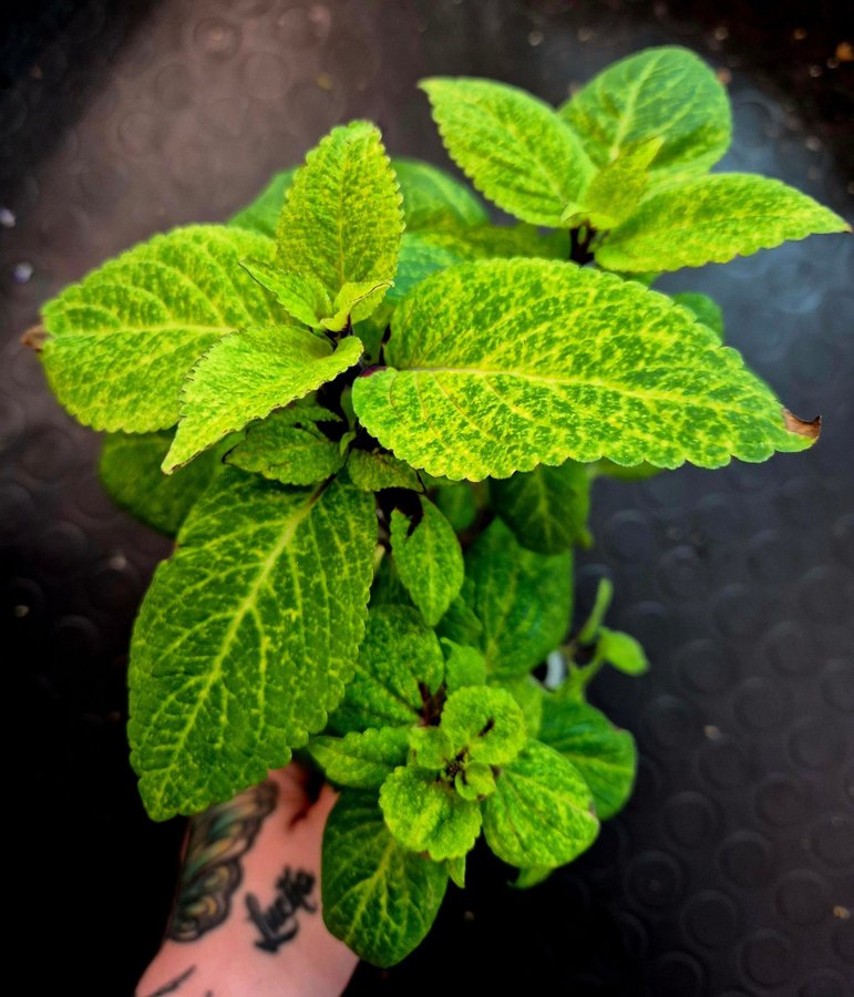 Palettblad/coleus, PINEAPPLE SURPRISE stickling