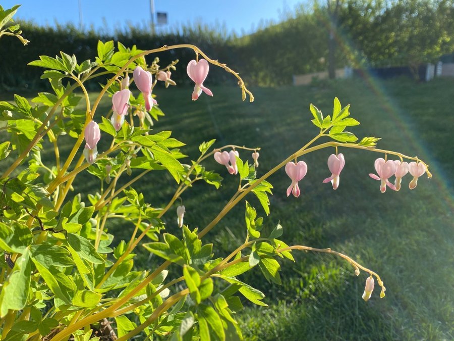 Nyhet Rosa Dicentra spectabilis löjtnantshjärta hjärtan romantiska mormorsväxt