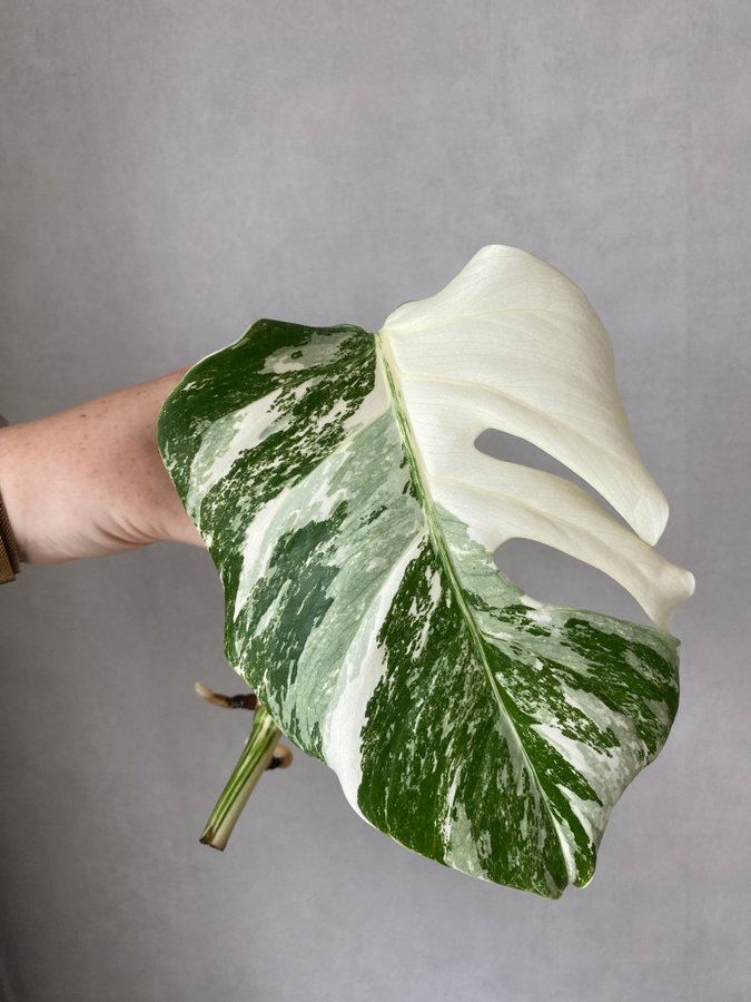 Monstera variegata stickling