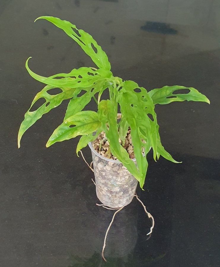 Monstera obliqua från Peru