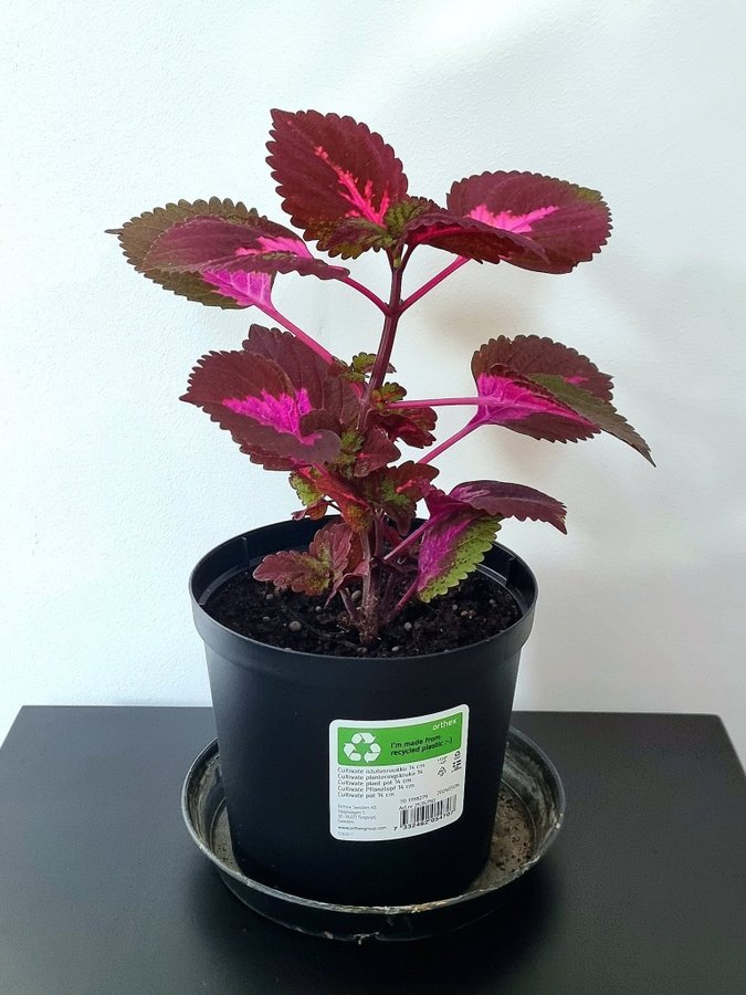 Vacker China Rose Palettblad Planta 31cm