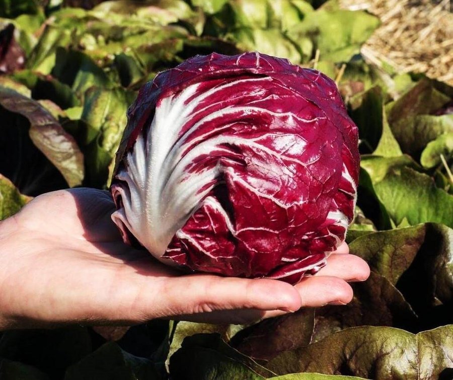 Cikoria Palla Rossa 3, höjd ca 15 cm, minst 50frön