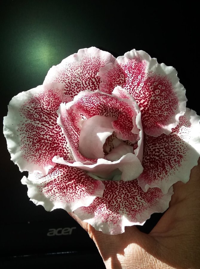 Gloxinia sinningia frön 100st