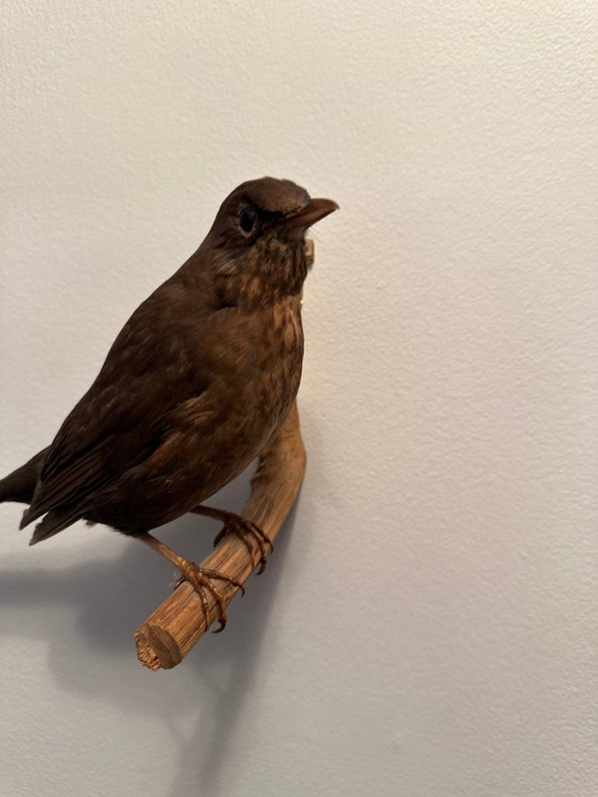 Koltrast uppstoppad taxidermi