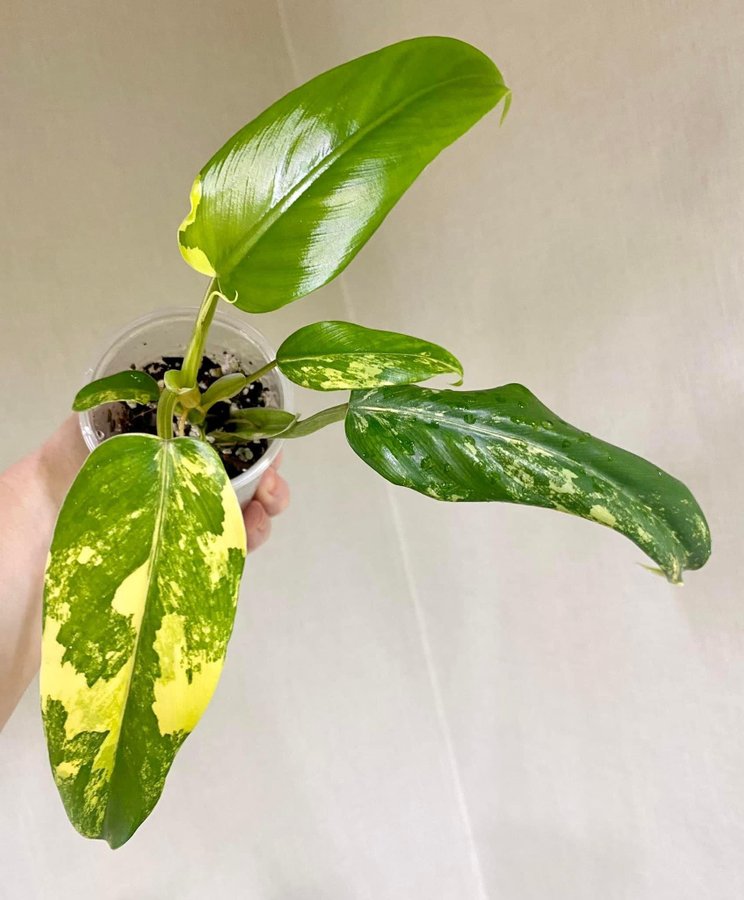 Philodendron Domesticum Variegata