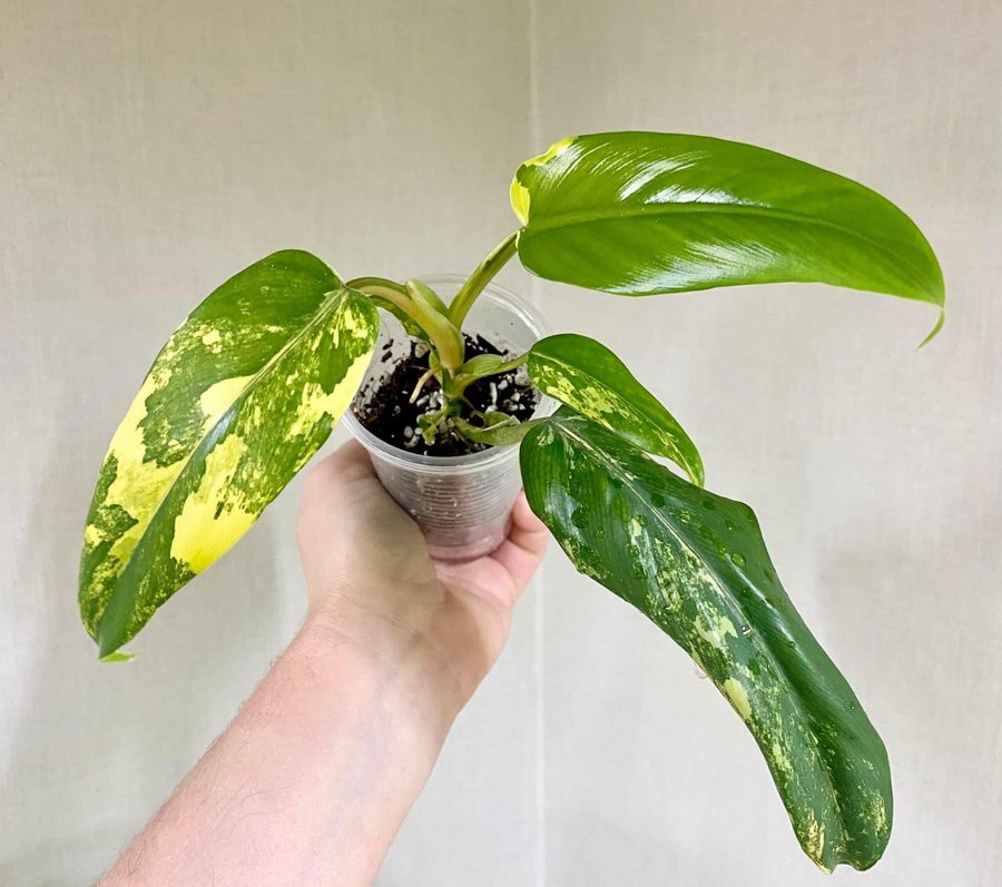 Philodendron Domesticum Variegata