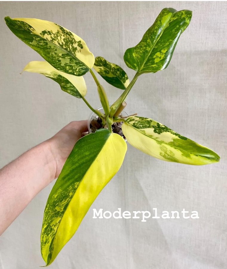 Philodendron Domesticum Variegata