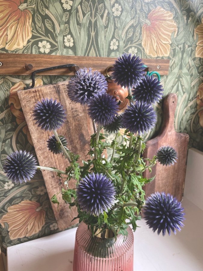 Echinops ritro (blå boll) blå bolltistel