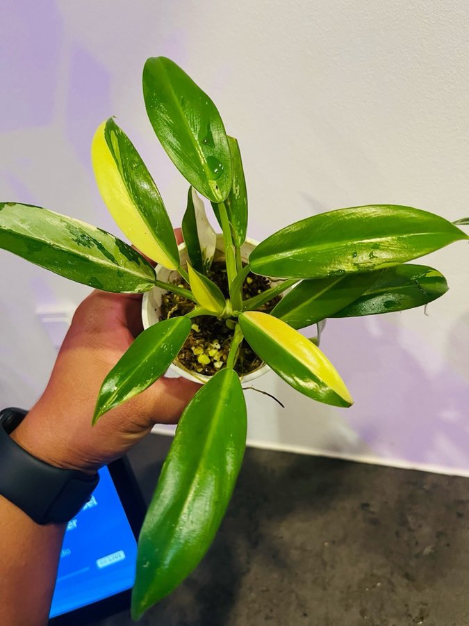 Philodendron wend imbe variegata