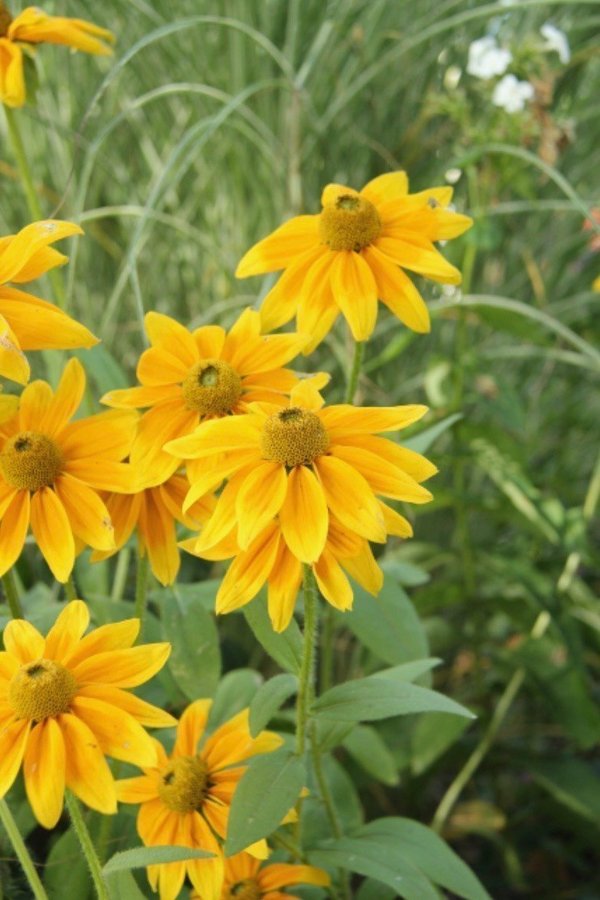 Gammaldags Rudbeckia 10 plantor perenn