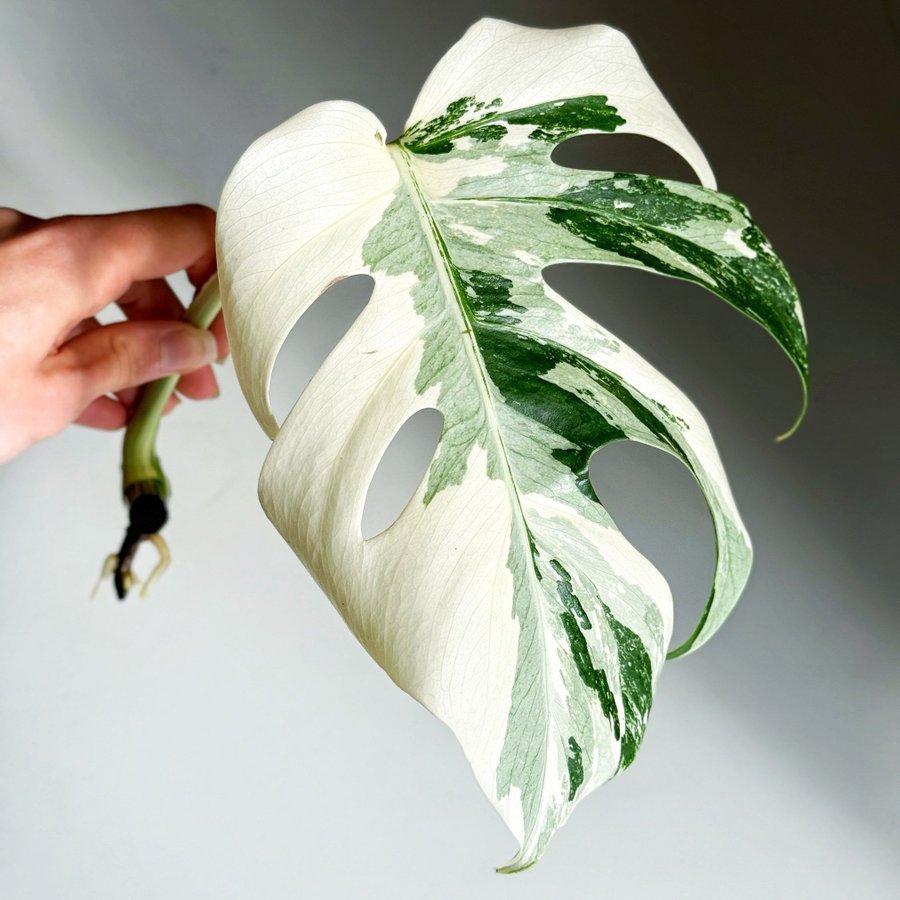 Monstera ” ALBO VARIEGATA " Rotad stickling (Deliciosa, large form, rotad)