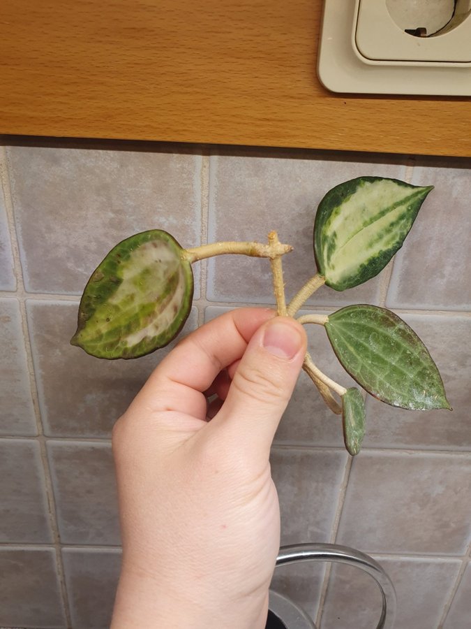 Hoya Latifolia Pot of Gold / fd Macrophylla stickling nr2