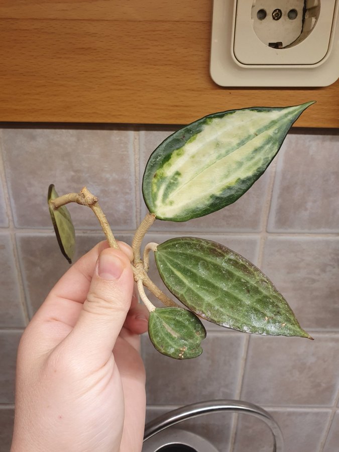 Hoya Latifolia Pot of Gold / fd Macrophylla stickling nr2