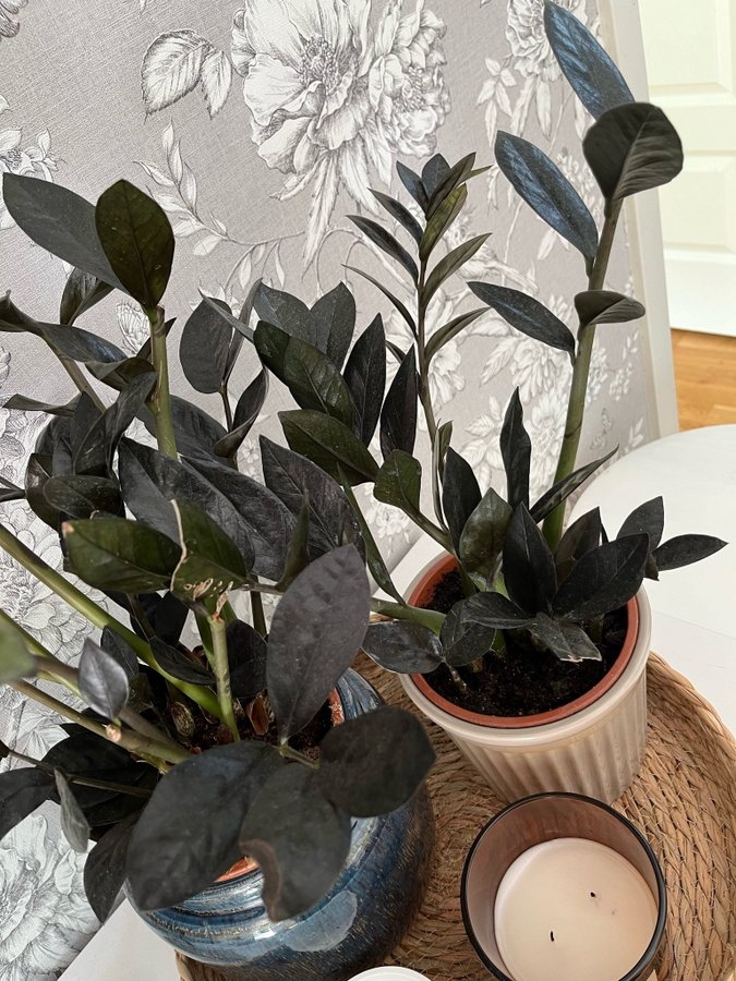 Zamioculcas zamiifolia ’Raven’ sticklingar