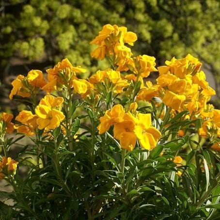 Gyllenlack/ Siberisk Wallflower, tvåårig, h 30-40 cm, bl apr-juli, ca 100 frön