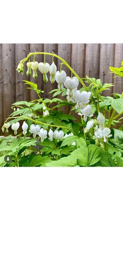 Dicentra spectabilis Löjtnantshjärta vit Alba hjärtan romantiska mormorsväxt