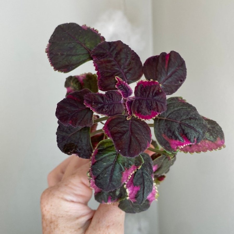 MEANDERING LINDA *palettblad*coleus*