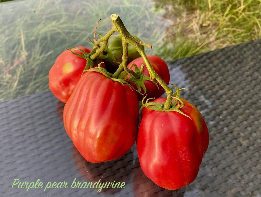 PURPLE PEAR BRANDYWINE - Rikgivande och läääcker. tomat frö