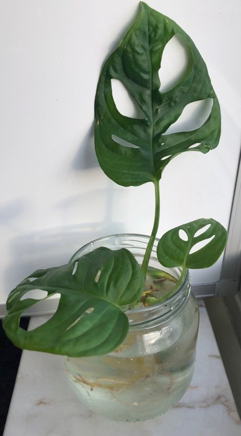 Monstera stickling. Fönstermonstera