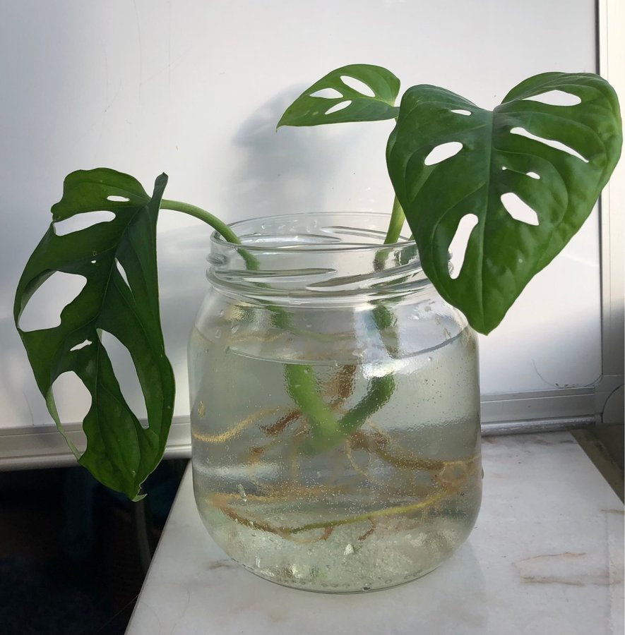 Monstera stickling. Fönstermonstera