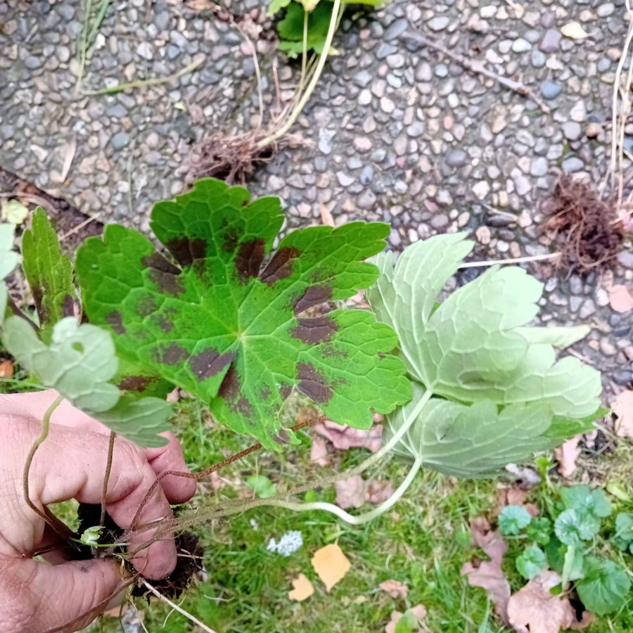 Geranium