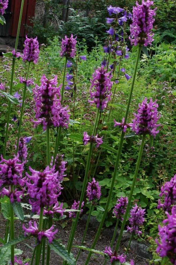 En planta Läkebetonika/Humlesuga Stachys officinalis