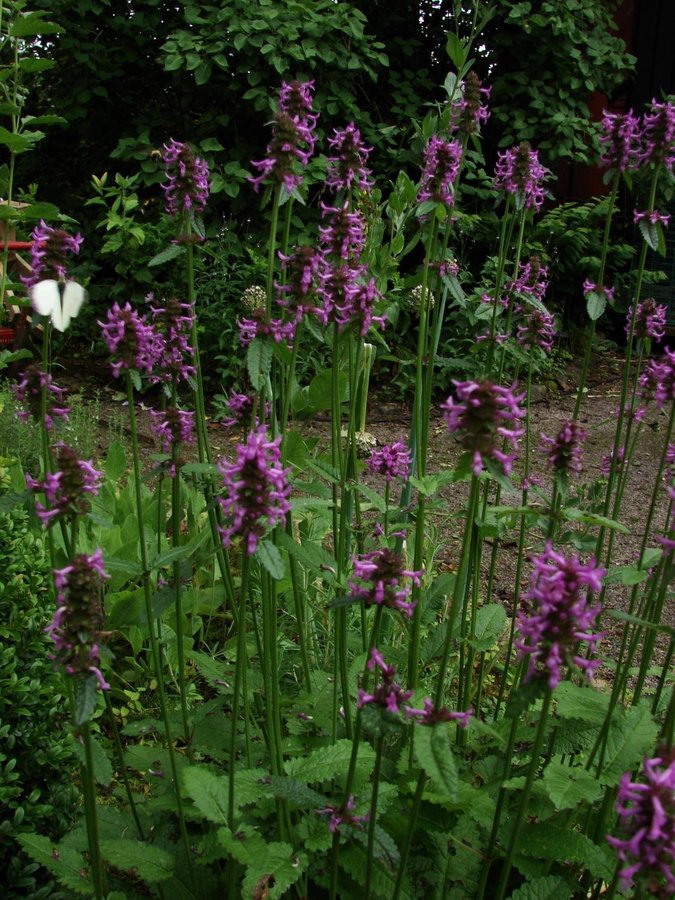 En planta Läkebetonika/Humlesuga Stachys officinalis