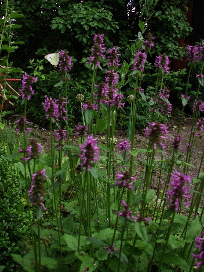 En planta Läkebetonika/Humlesuga Stachys officinalis