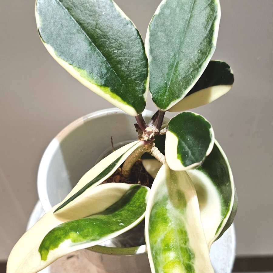 Hoya Krimson Queen