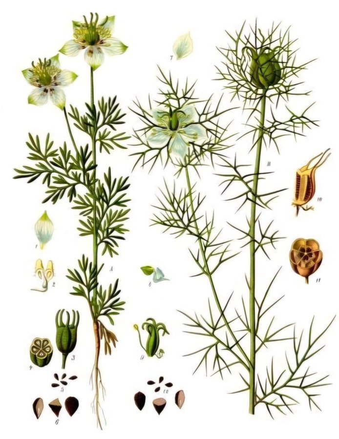 Nigella sativa - Svartkummin. 1 rågad tsk sättfrön.