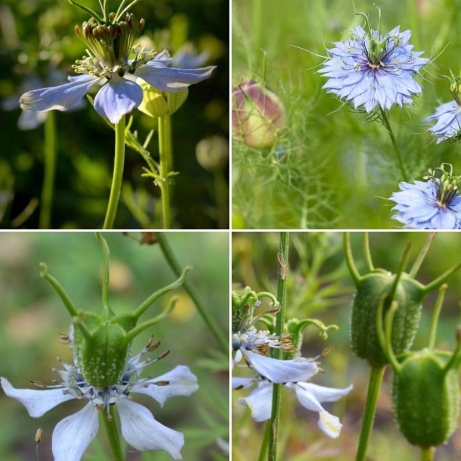 Nigella sativa - Svartkummin. 1 rågad tsk sättfrön.