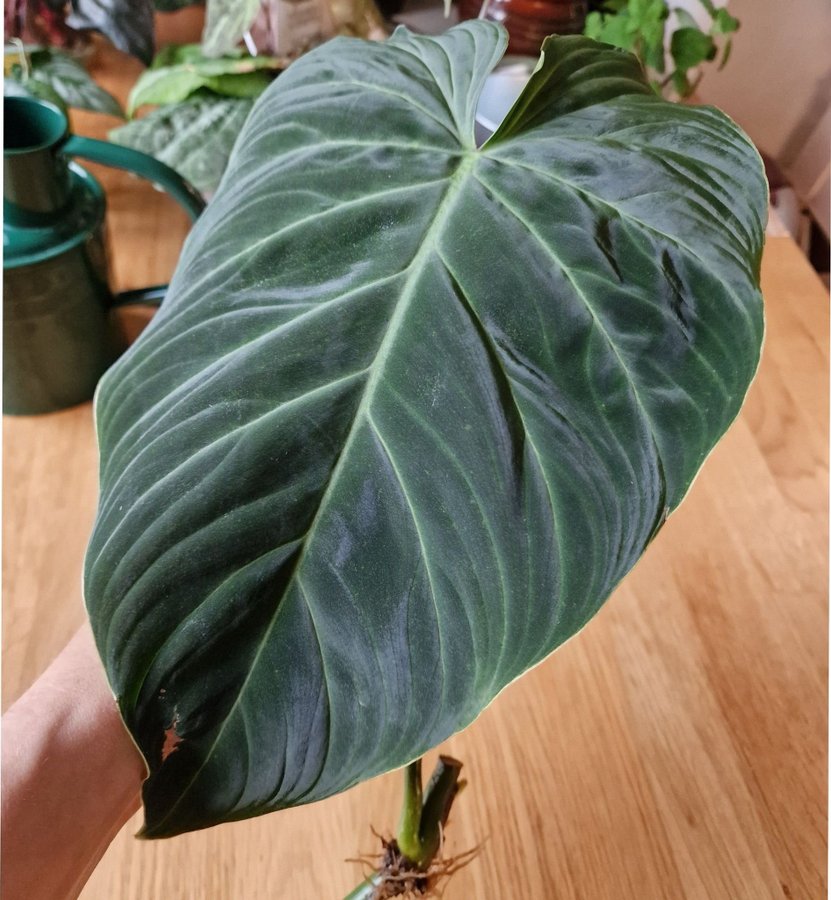 Philodendron splendid, rotad med tillväxt startad #1