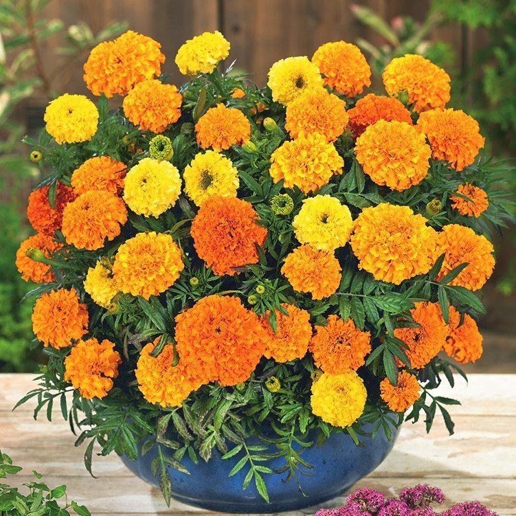 Tagetes Mona ettårig höjd 30-35 cm blommar hela sommar-frost ca 40 frön