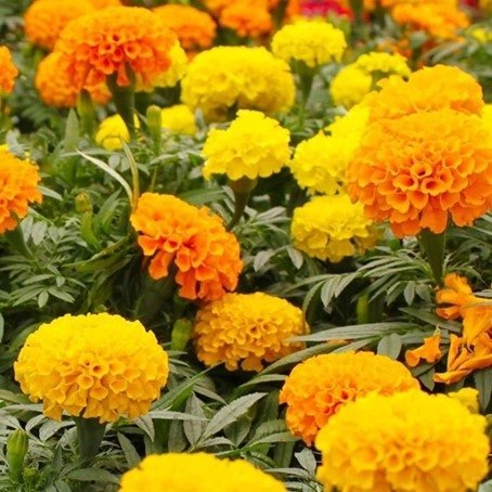 Tagetes Mona ettårig höjd 30-35 cm blommar hela sommar-frost ca 40 frön