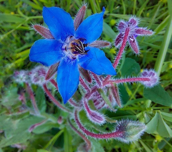 Gurkört, ettårig, ätbart, höjd 60 cm, blomtid juni-sept, 25 frön