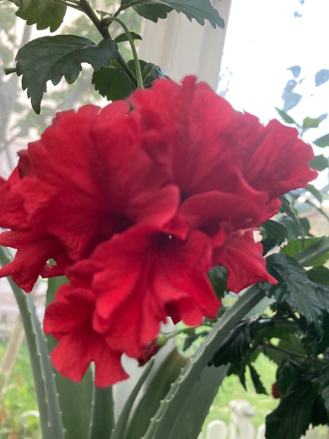 Hibiscus 'Snow Queen' och Hibiscus Fragilis DC