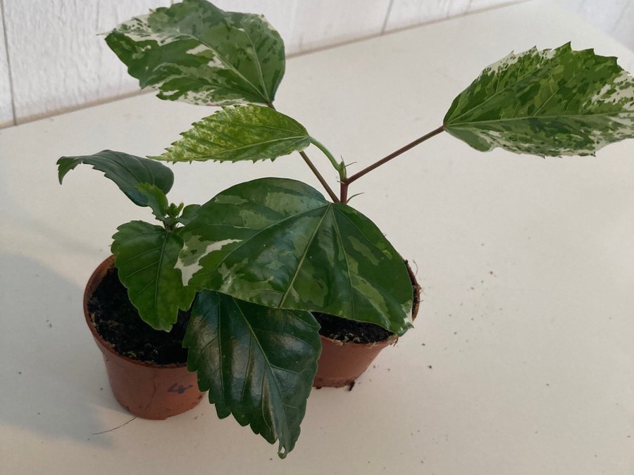 Hibiscus 'Snow Queen' och Hibiscus Fragilis DC