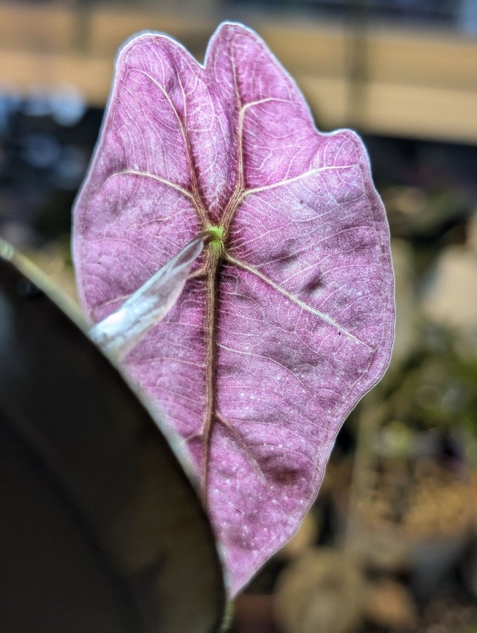 Alocasia Polly 'Pink Variagata'