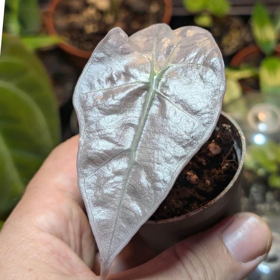 Alocasia Polly 'Pink Variagata'