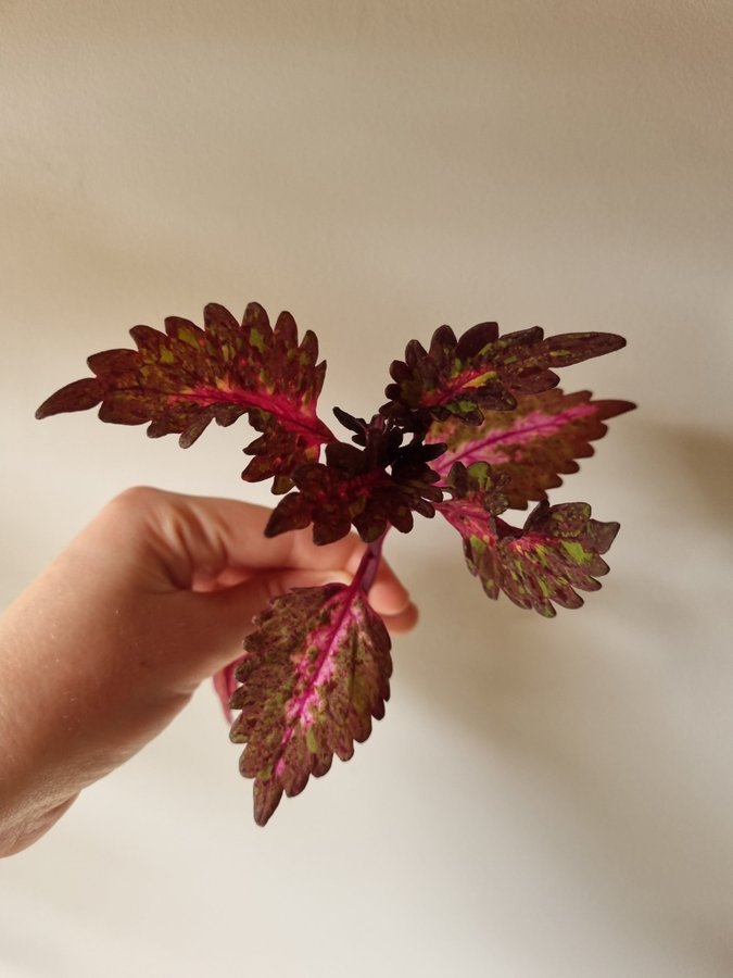 Palettblad, Coleus, Stickling