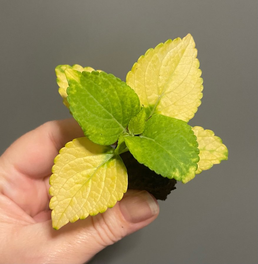 Kiwano rotad stickling palettblad coleus