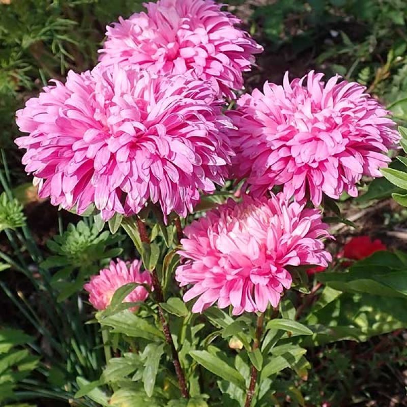 Dvärgaster/ Aster Milady Rose, höjd 20-30 cm, blomtid juli-oktober, 50 frön