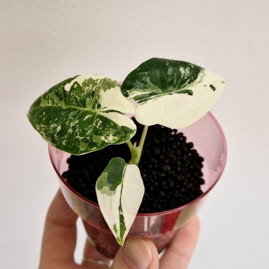 Alocasia micholitziana Frydek Variegata, rotad