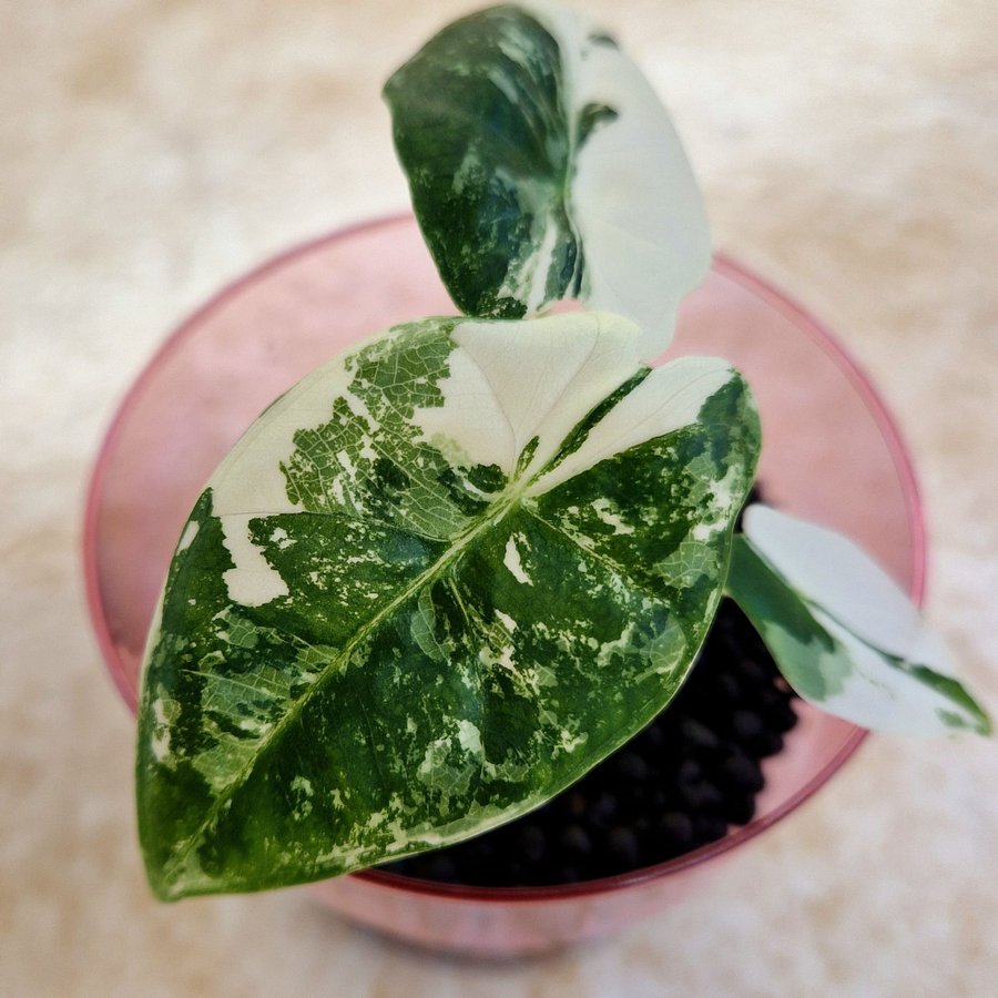 Alocasia micholitziana Frydek Variegata, rotad