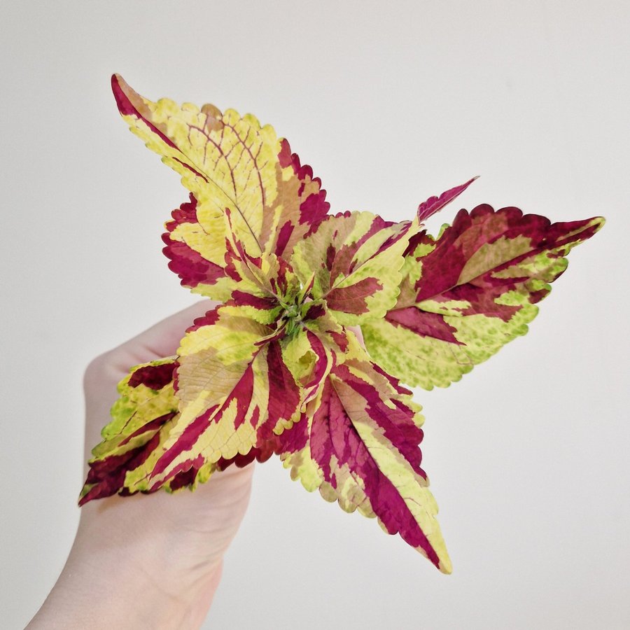 Palettblad/coleus • FINGERPAINT • stickling #1